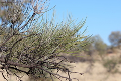 Hakea lorea