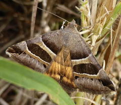 Grammodes euclidioides