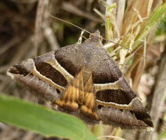 Grammodes euclidioides