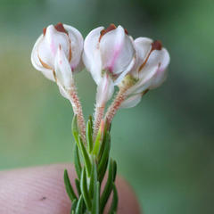 Erica triflora triflora