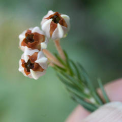 Erica triflora triflora