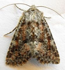 Pseudanarta pulverulenta