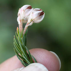 Erica triflora triflora