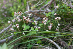 Erica triflora triflora