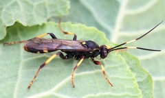 Diphyus trifasciatus