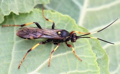 Diphyus trifasciatus