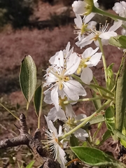 Pyrus spinosa