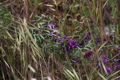 Vicia eriocarpa