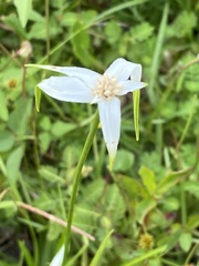 Rhynchospora latifolia