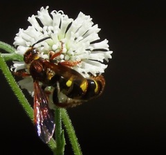 Xanthocampsomeris fulvohirta