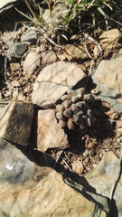 Anacampseros subnuda subnuda