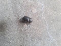Dyscinetus morator