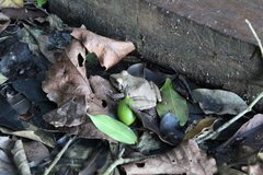 Pristimantis fenestratus