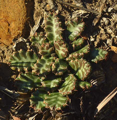 Euphorbia stellata