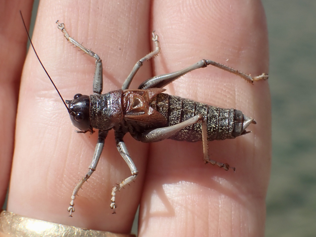 Alpine Shieldback
