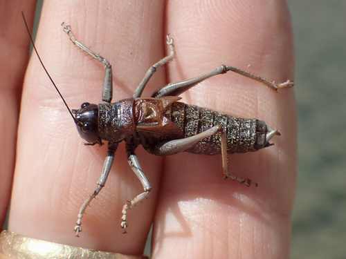 Acrodectes philopagus