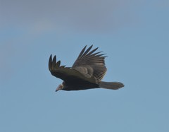 Cathartes aura image