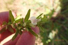 Justicia protracta protracta