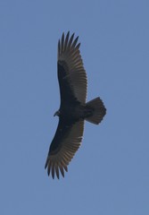 Cathartes aura image