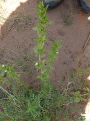 Justicia protracta protracta