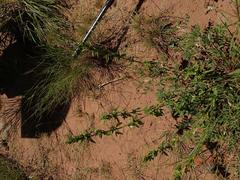 Justicia protracta protracta