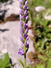 Veronica barrelieri