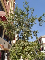 Melaleuca citrina