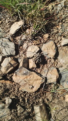 Anacampseros subnuda subnuda