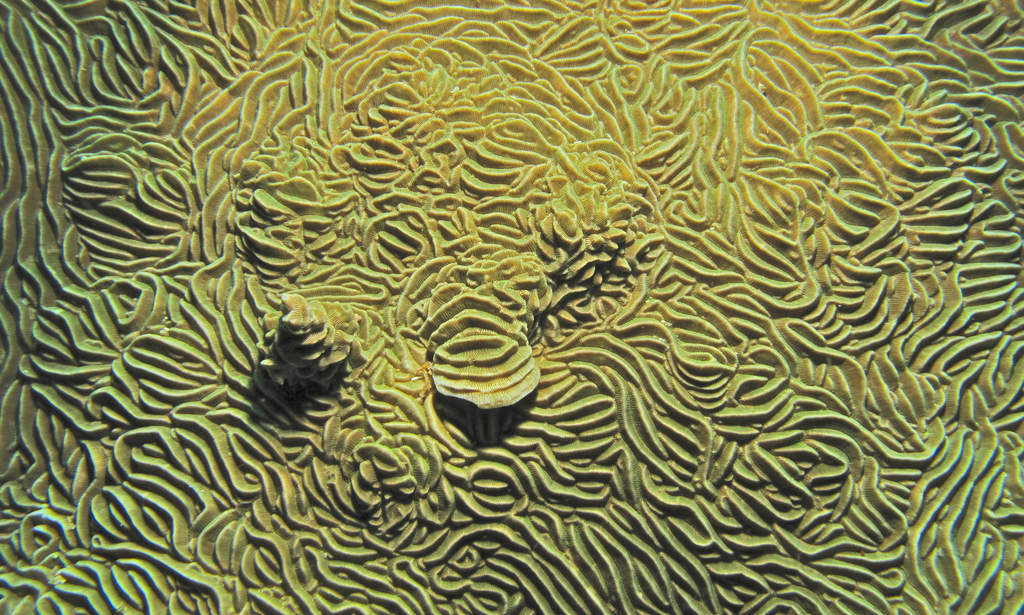 Pachyseris coral (no English common name)