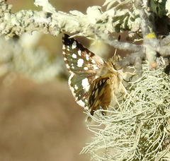 Spialia