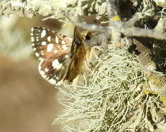 Spialia