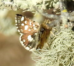 Spialia