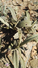 Hermannia lancifolia