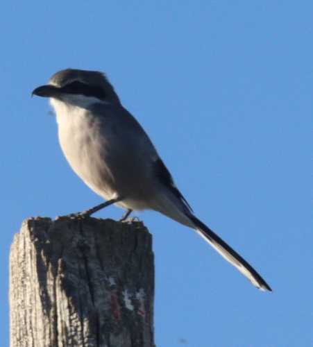 Alcaudón real (Lanius meridionalis)
