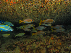 Parapristipoma octolineatum