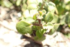 Aeollanthus parvifolius