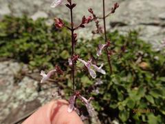 Aeollanthus parvifolius