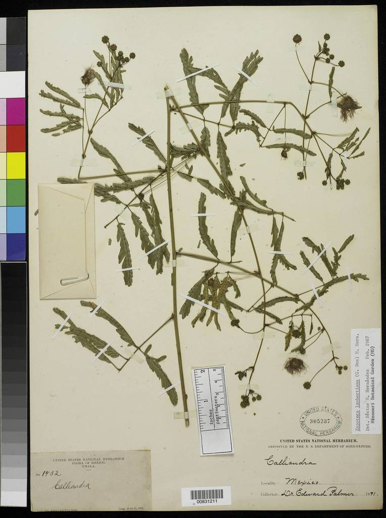 Zapoteca lambertiana