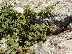 Aeollanthus parvifolius