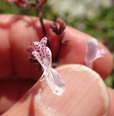 Aeollanthus parvifolius