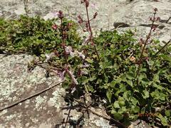 Aeollanthus parvifolius