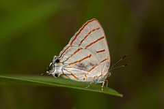 Hemiolaus caeculus