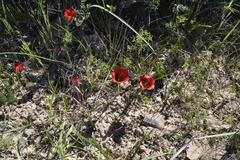 Romulea sabulosa