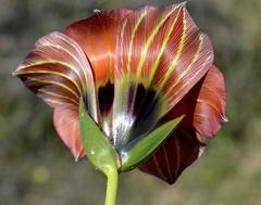 Romulea sabulosa