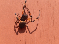 Nephilingis cruentata