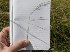 Piptatheropsis canadensis