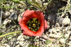 Romulea sabulosa