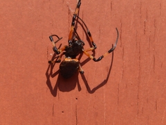 Nephilingis cruentata