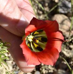 Romulea sabulosa