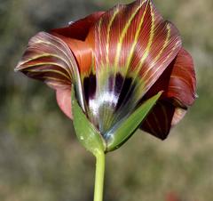 Romulea sabulosa